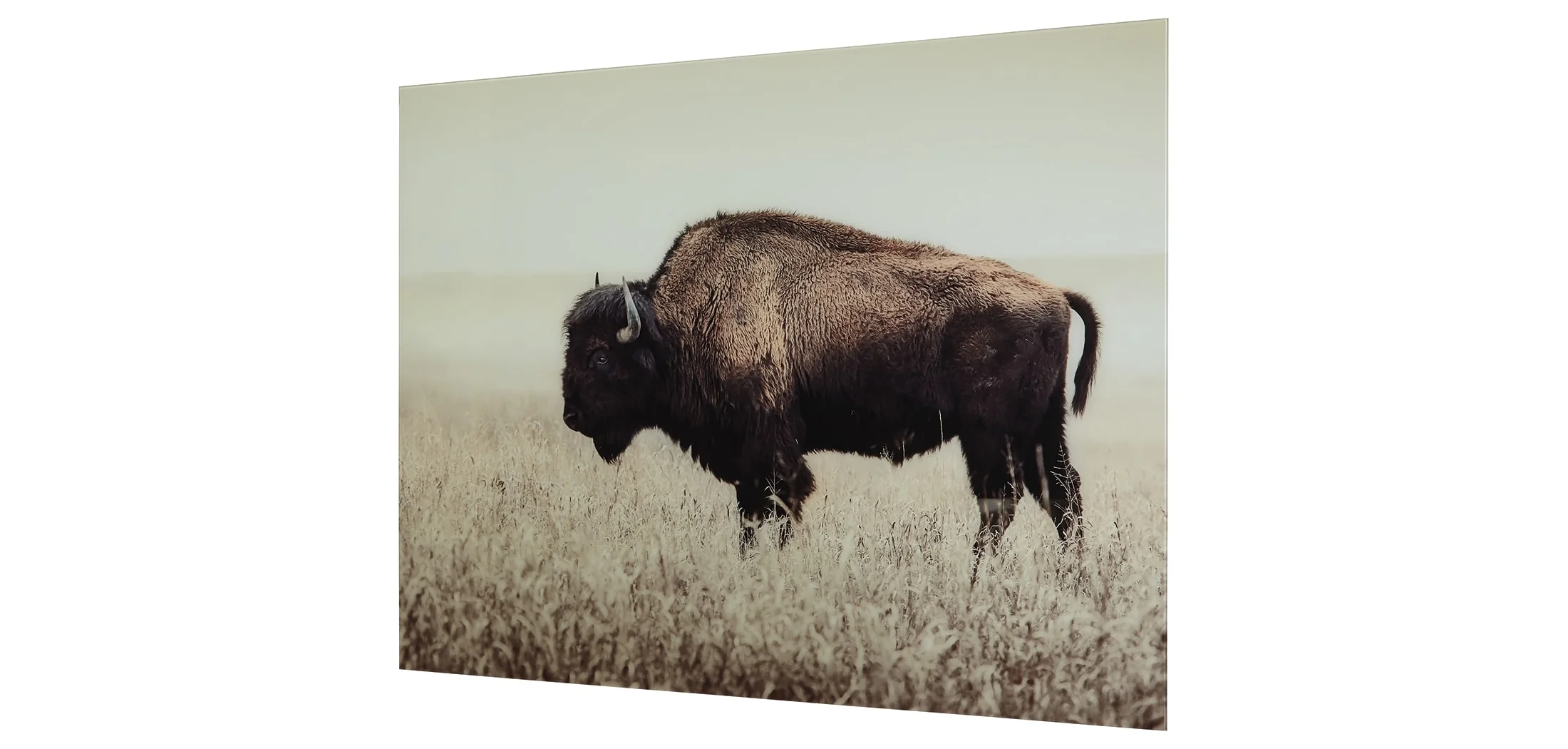 1092-brutus-wall-art-1.webp Brutus Wall Art